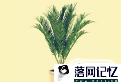 养殖铁树都有哪些注意事项，你知道吗？优质