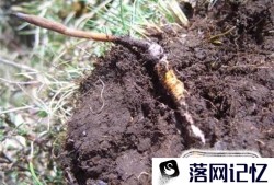 冬虫夏草种植技术优质