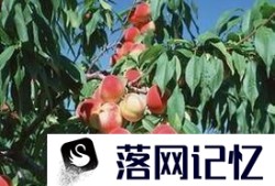 桃树夏季如何修剪优质