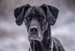 致单身狗：当雪花纷飞时，我愿你们有爱