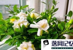 怎样养好栀子花优质