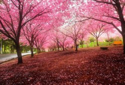 樱花雨(Tears of Cherry Blossoms)