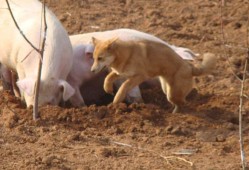 属猪男属狗女婚姻状况怎么样