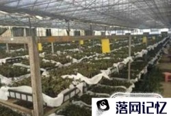 金线莲种植模式和效益优质