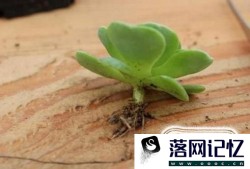 多肉植物根烂了也可以养过来优质