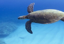 海龟属于几级国家保护动物