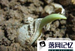 怎样在家里种大蒜？优质