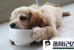 狗狗吃生肉好吗（狗狗为什么不能吃生肉呢?）优质