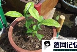 解决栀子花叶黄的原因优质