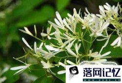 八大类驱蚊药草优质