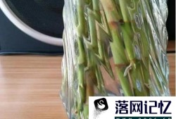 柳枝制作生根水浸泡几天合适优质