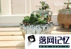 养多肉植物用什么花盆优质