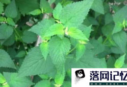 种植藿香需要注意什么优质