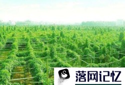 怎样种植野生淮山优质