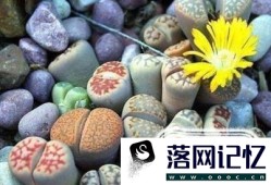 生石花如何播种？优质