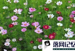 波斯菊种子怎样播种优质