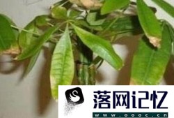 发财树黄叶子怎么办？优质