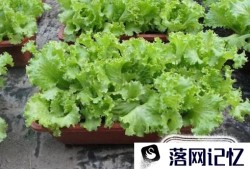 盆栽生菜的种植方法优质