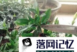 养栀子花需要注意哪些事项？优质