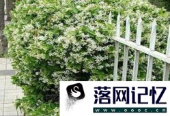 风车茉莉的养殖方法优质