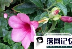 阳台种什么爬藤植物好？优质