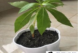 风仙花盆栽养殖方法优质