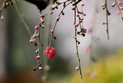 温暖的小调：《盛开成花树》