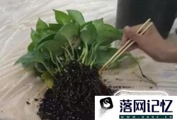 绿萝从土培到水培优质