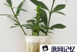 怎么养栀子花盆栽水培优质