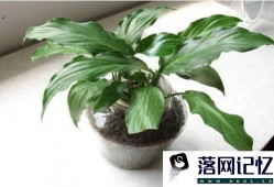 一帆风顺植物怎样养护优质