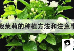 盆栽茉莉的种植方法和注意事项优质