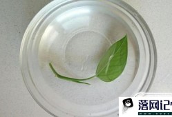 怎么水培植绿萝？绿萝水培植的方法优质