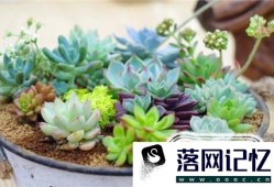 多肉植物怎么养成老桩 多肉老桩如何养成优质