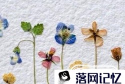 如何制作鲜花书签？优质