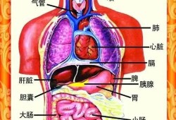 【偏方验方】这张人体图火了，不看是你损失，建议收藏起来慢慢看！