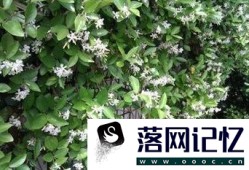 风车茉莉的养殖方法优质