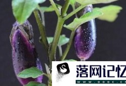 茄子的栽培技术优质