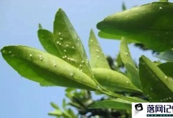 家里绿植有小飞虫怎么处理好优质