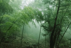 苍雪清竹：沧海纵然留梦影，云山自扫冷风神