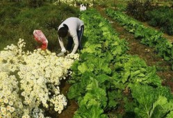 大妈组团偷菜被抓现行反殴打菜主