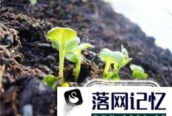 丝瓜催芽和移植优质