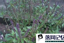 种植藿香需要注意什么优质