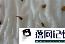 怎么快速让小西红柿的种子发芽（一周减到三天）优质