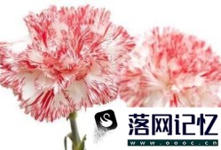 教师节给导师送什么礼物好优质