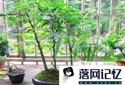 罗汉竹的养殖方法优质