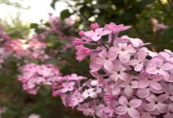 丁香空结雨中愁意思