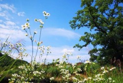 山中何事，松花酿酒，春水煎茶：《山居隐》