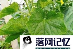 治疗肚子痛的小偏方优质