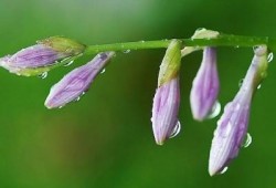 让自己沉静下来，关上白天的热闹和喧嚷,深呼吸：《Nurturing Rain》