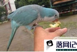 鹦鹉饲养需要注意什么？优质